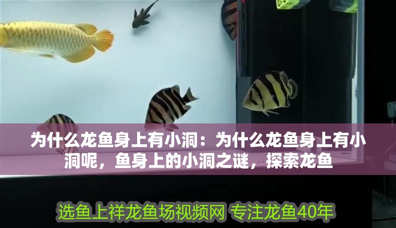為什么龍魚身上有小洞：為什么龍魚身上有小洞呢，魚身上的小洞之謎，探索龍魚