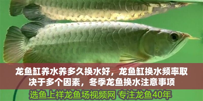 龍魚缸養水養多久換水好，龍魚缸換水頻率取決于多個因素，冬季龍魚換水注意事項 龍魚缸養水養多久換水好，龍魚缸換水頻率取決于多個因素，冬季龍魚換水注意事項 魚缸百科 第2張