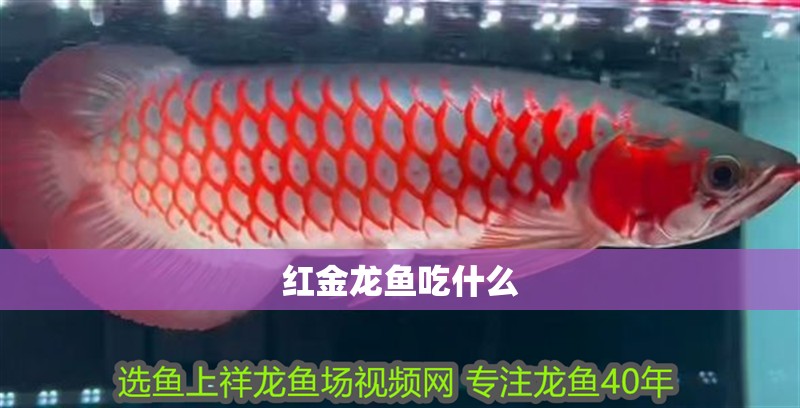 紅金龍魚吃什么