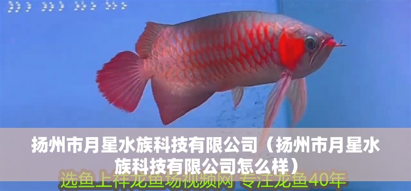 揚州市月星水族科技有限公司(揚州市月星水族科技有限公司怎么樣) 全國水族館企業名錄 第2張 揚州市月星水族科技有限公司(揚州市月星水族科技有限公司怎么樣) 揚州市月星水族科技有限公司(揚州市月星水族科技有限公司怎么樣) 全國水族館企業名錄 第2張