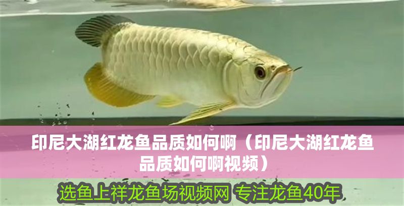 印尼大湖紅龍魚(yú)品質(zhì)如何?。ㄓ∧岽蠛t龍魚(yú)品質(zhì)如何啊視頻）