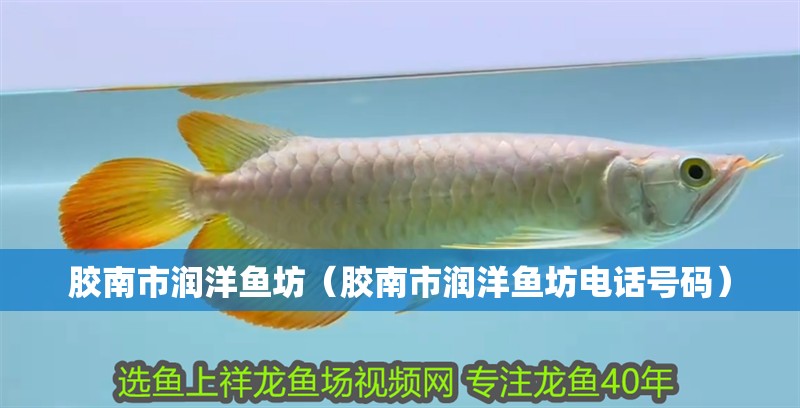 膠南市潤洋魚坊（膠南市潤洋魚坊電話號碼）