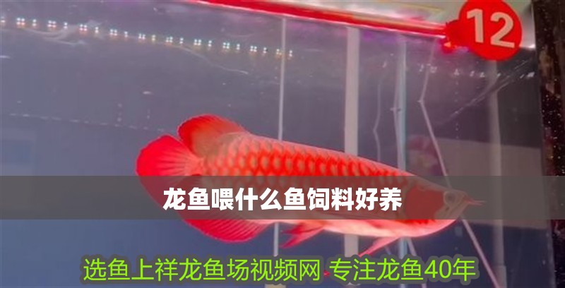 龍魚喂什么魚飼料好養(yǎng)