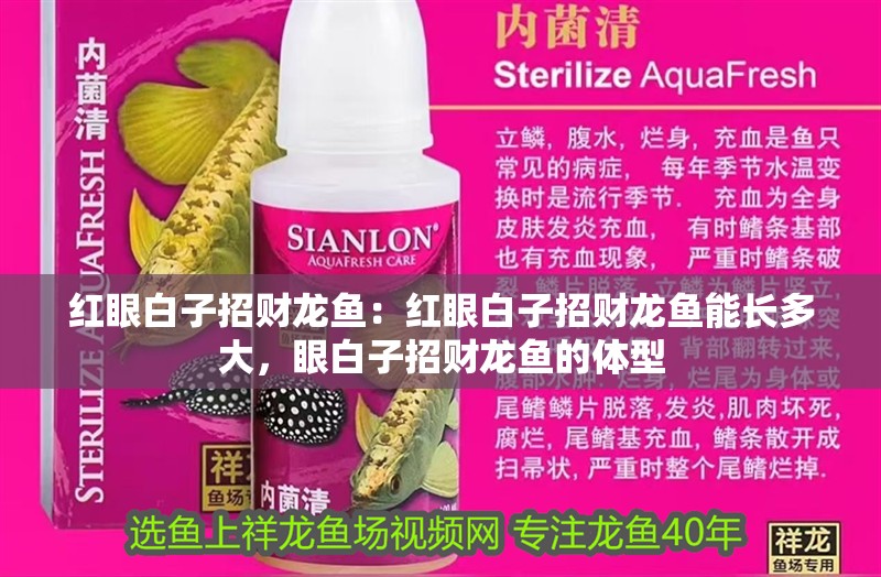 紅眼白子招財龍魚：紅眼白子招財龍魚能長多大，眼白子招財龍魚的體型