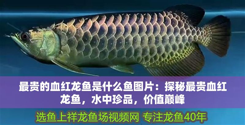 最貴的血紅龍魚是什么魚圖片：探秘最貴血紅龍魚，水中珍品，價(jià)值巔峰