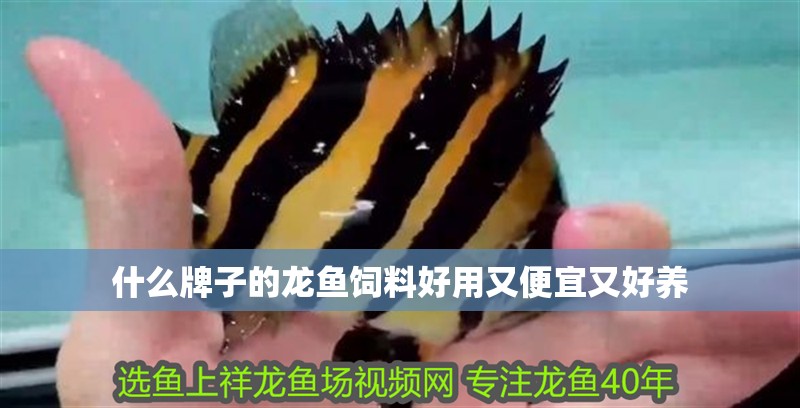 什么牌子的龍魚飼料好用又便宜又好養