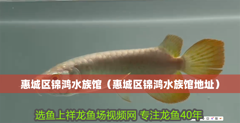 惠城區(qū)錦鴻水族館（惠城區(qū)錦鴻水族館地址）
