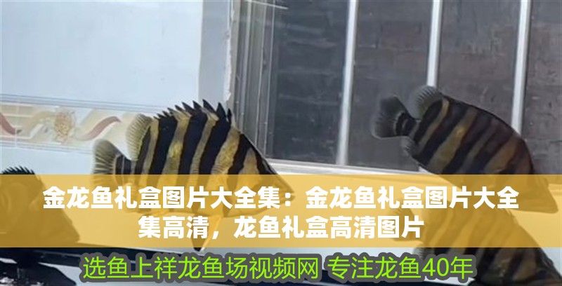 金龍魚禮盒圖片大全集：金龍魚禮盒圖片大全集高清，龍魚禮盒高清圖片 金龍魚禮盒圖片大全集：金龍魚禮盒圖片大全集高清，龍魚禮盒高清圖片 水族問答