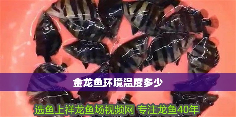 金龍魚環境溫度多少