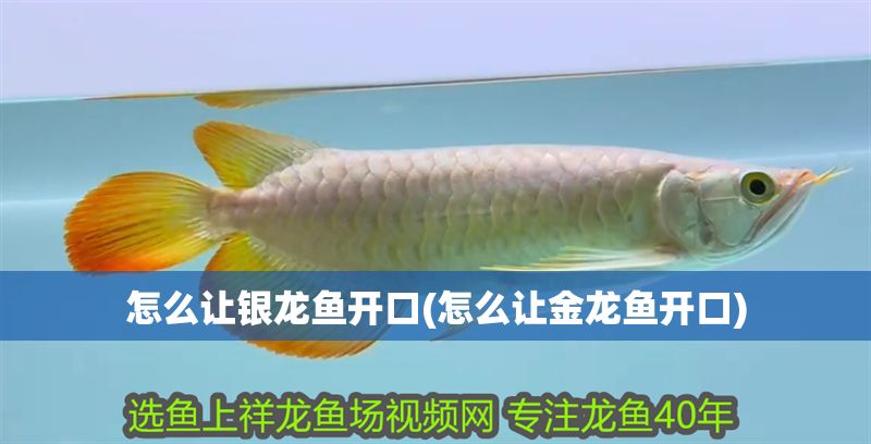 怎么讓銀龍魚開口(怎么讓金龍魚開口)