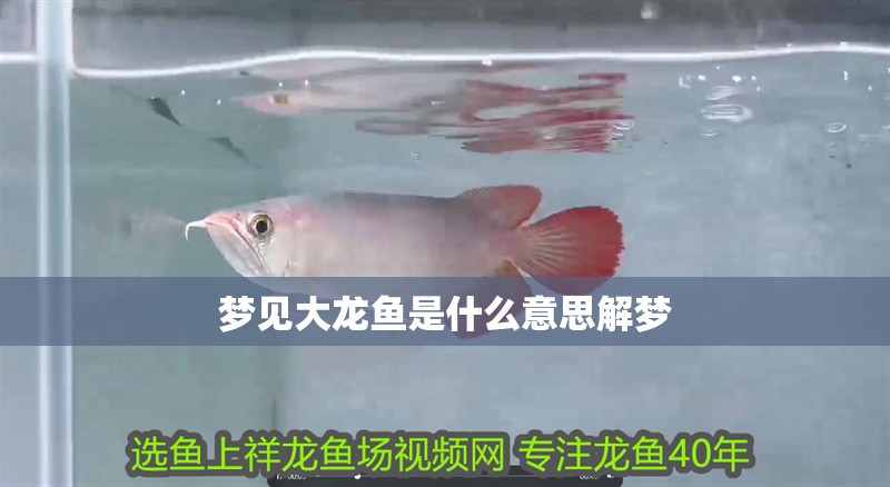夢見大龍魚是什么意思解夢