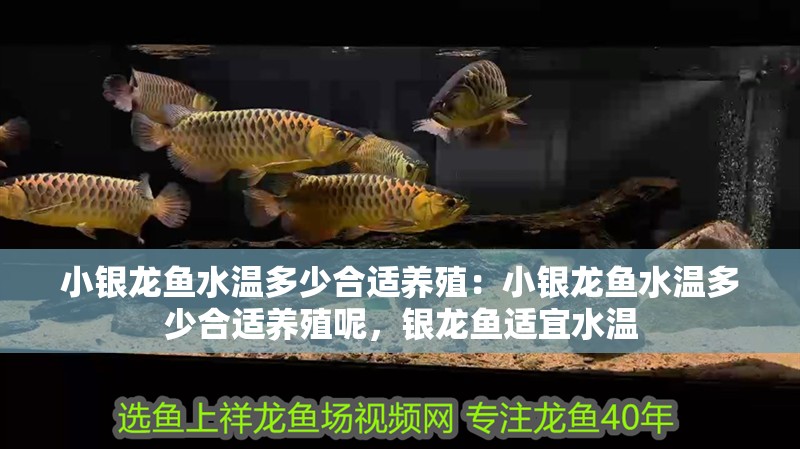 小銀龍魚水溫多少合適養(yǎng)殖：小銀龍魚水溫多少合適養(yǎng)殖呢，銀龍魚適宜水溫