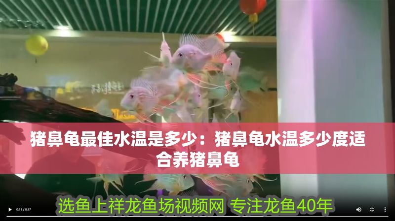 豬鼻龜最佳水溫是多少：豬鼻龜水溫多少度適合養豬鼻龜