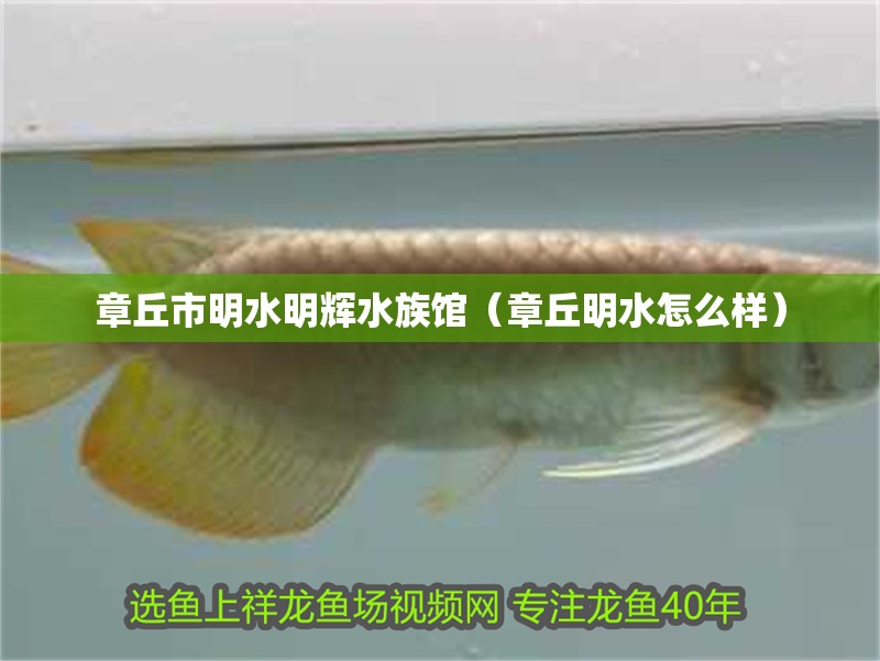 章丘市明水明輝水族館（章丘明水怎么樣）