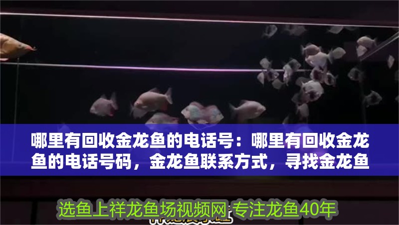 哪里有回收金龍魚的電話號：哪里有回收金龍魚的電話號碼，金龍魚聯系方式，尋找金龍魚 哪里有回收金龍魚的電話號：哪里有回收金龍魚的電話號碼，金龍魚聯系方式，尋找金龍魚 水族問答