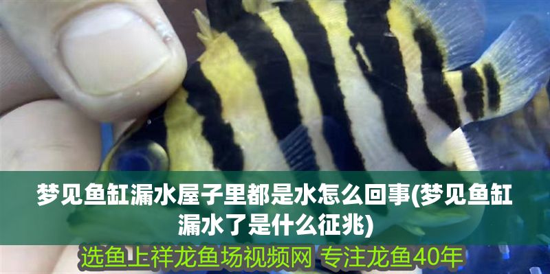 夢見魚缸漏水屋子里都是水怎么回事(夢見魚缸漏水了是什么征兆)