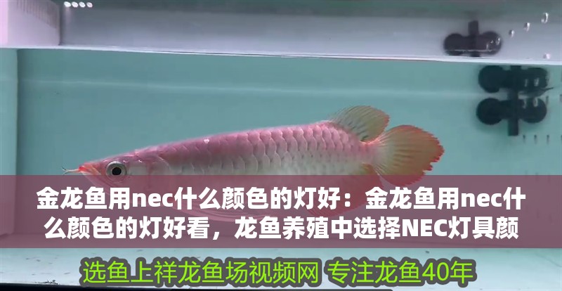 金龍魚用nec什么顏色的燈好:金龍魚用nec什么顏色的燈好看,龍魚養殖中選擇NEC燈具顏色 水族問答 金龍魚用nec什么顏色的燈好:金龍魚用nec什么顏色的燈好看,龍魚養殖中選擇NEC燈具顏色 金龍魚用nec什么顏色的燈好:金龍魚用nec什么顏色的燈好看,龍魚養殖中選擇NEC燈具顏色 水族問答