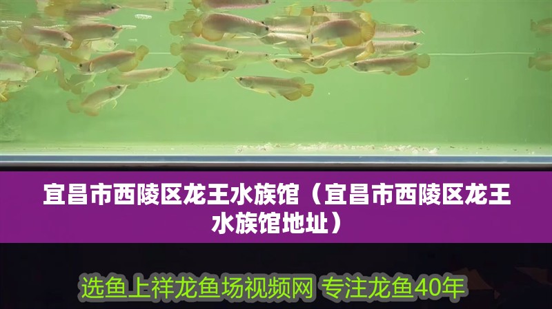 宜昌市西陵區(qū)龍王水族館（宜昌市西陵區(qū)龍王水族館地址）