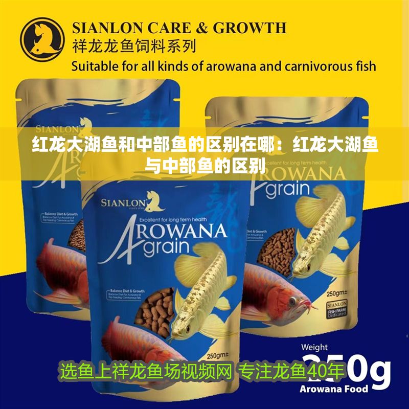 紅龍大湖魚和中部魚的區別在哪：紅龍大湖魚與中部魚的區別