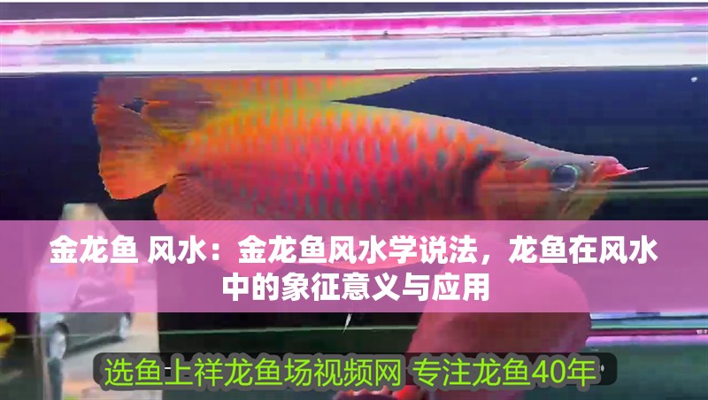金龍魚 風水：金龍魚風水學說法，龍魚在風水中的象征意義與應用