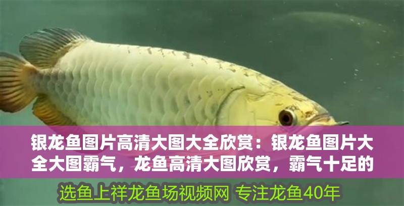 銀龍魚圖片高清大圖大全欣賞：銀龍魚圖片大全大圖霸氣，龍魚高清大圖欣賞，霸氣十足的