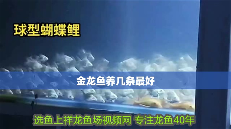 金龍魚養(yǎng)幾條最好
