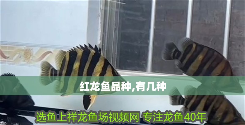 紅龍魚品種,有幾種