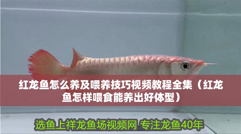 紅龍魚怎么養及喂養技巧視頻教程全集（紅龍魚怎樣喂食能養出好體型）