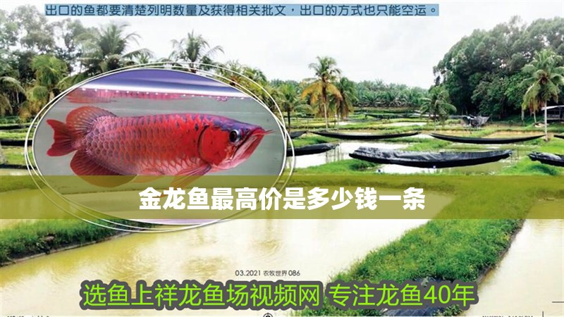 金龍魚最高價是多少錢一條