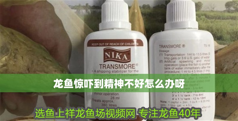 龍魚驚嚇到精神不好怎么辦呀 龍魚驚嚇到精神不好怎么辦呀 龍魚百科 第2張