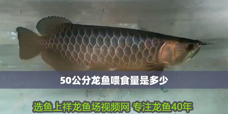 50公分龍魚喂食量是多少