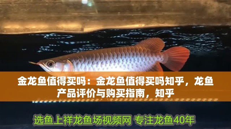 金龍魚值得買嗎：金龍魚值得買嗎知乎，龍魚產品評價與購買指南，知乎