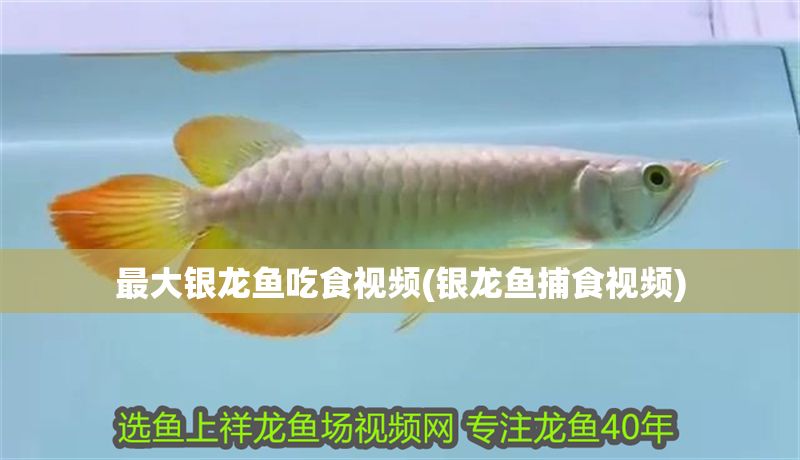最大銀龍魚吃食視頻(銀龍魚捕食視頻) 最大銀龍魚吃食視頻(銀龍魚捕食視頻) 銀龍魚百科 第1張