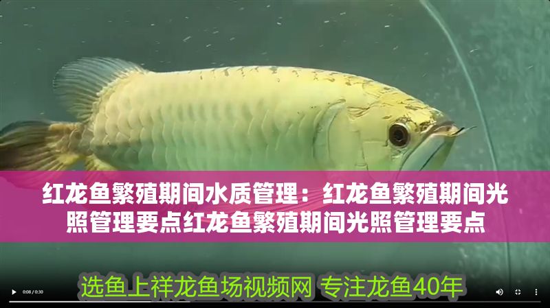 紅龍魚繁殖期間水質(zhì)管理：紅龍魚繁殖期間光照管理要點紅龍魚繁殖期間光照管理要點