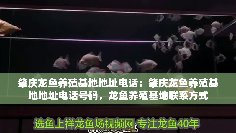 肇慶龍魚養(yǎng)殖基地地址電話：肇慶龍魚養(yǎng)殖基地地址電話號碼，龍魚養(yǎng)殖基地聯(lián)系方式