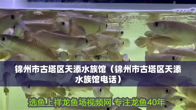 錦州市古塔區天添水族館（錦州市古塔區天添水族館電話） 錦州市古塔區天添水族館（錦州市古塔區天添水族館電話） 全國水族館企業名錄 第2張