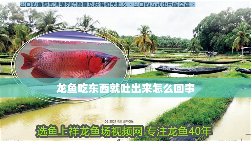 龍魚吃東西就吐出來怎么回事