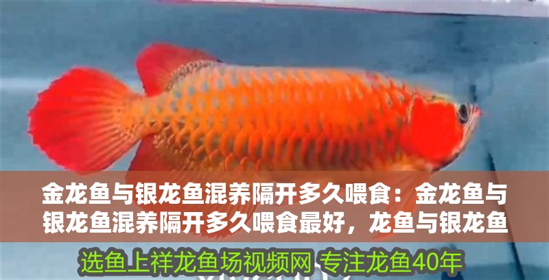 金龍魚與銀龍魚混養隔開多久喂食：金龍魚與銀龍魚混養隔開多久喂食最好，龍魚與銀龍魚混養喂食 金龍魚與銀龍魚混養隔開多久喂食：金龍魚與銀龍魚混養隔開多久喂食最好，龍魚與銀龍魚混養喂食 水族問答