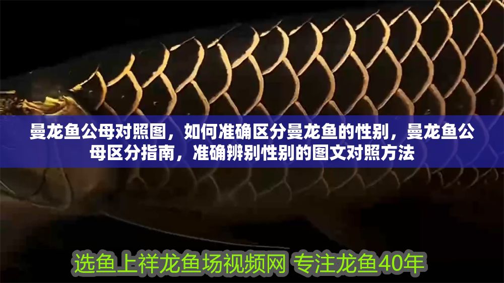 曼龍魚公母對(duì)照?qǐng)D，如何準(zhǔn)確區(qū)分曼龍魚的性別，曼龍魚公母區(qū)分指南，準(zhǔn)確辨別性別的圖文對(duì)照方法 曼龍魚公母對(duì)照?qǐng)D，如何準(zhǔn)確區(qū)分曼龍魚的性別，曼龍魚公母區(qū)分指南，準(zhǔn)確辨別性別的圖文對(duì)照方法 龍魚百科 第1張