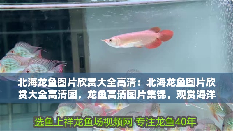 北海龍魚圖片欣賞大全高清：北海龍魚圖片欣賞大全高清圖，龍魚高清圖片集錦，觀賞海洋巨獸的壯觀之美