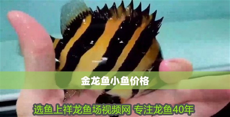 金龍魚小魚價格 金龍魚小魚價格 龍魚百科 第2張