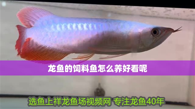 龍魚的飼料魚怎么養(yǎng)好看呢