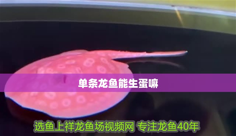 單條龍魚能生蛋嘛