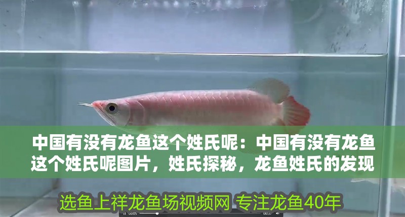 中國有沒有龍魚這個姓氏呢：中國有沒有龍魚這個姓氏呢圖片，姓氏探秘，龍魚姓氏的發現
