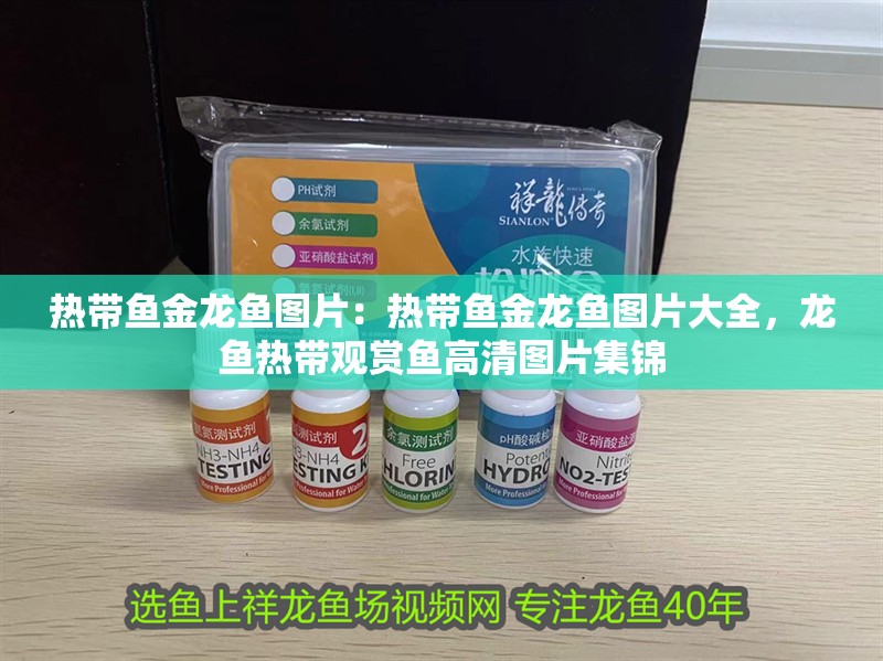 熱帶魚金龍魚圖片：熱帶魚金龍魚圖片大全，龍魚熱帶觀賞魚高清圖片集錦