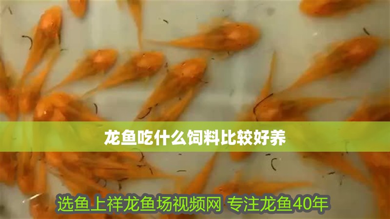 龍魚吃什么飼料比較好養 龍魚百科 第2張 龍魚吃什么飼料比較好養 龍魚吃什么飼料比較好養 龍魚百科 第2張