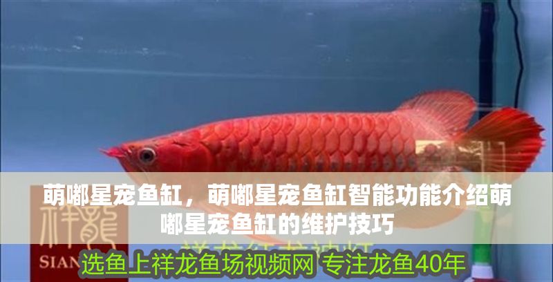 萌嘟星寵魚缸，萌嘟星寵魚缸智能功能介紹萌嘟星寵魚缸的維護(hù)技巧 萌嘟星寵魚缸，萌嘟星寵魚缸智能功能介紹萌嘟星寵魚缸的維護(hù)技巧 魚缸百科 第1張