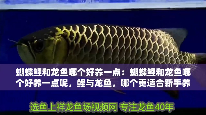 蝴蝶鯉和龍魚哪個好養一點：蝴蝶鯉和龍魚哪個好養一點呢，鯉與龍魚，哪個更適合新手養 蝴蝶鯉和龍魚哪個好養一點：蝴蝶鯉和龍魚哪個好養一點呢，鯉與龍魚，哪個更適合新手養 水族問答