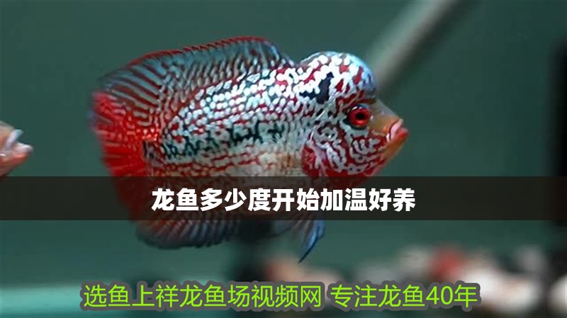 龍魚多少度開始加溫好養