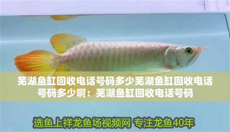 蕪湖魚缸回收電話號碼多少蕪湖魚缸回收電話號碼多少啊：蕪湖魚缸回收電話號碼
